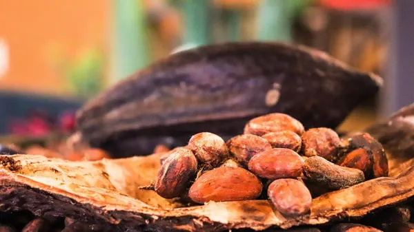Cacao nibs